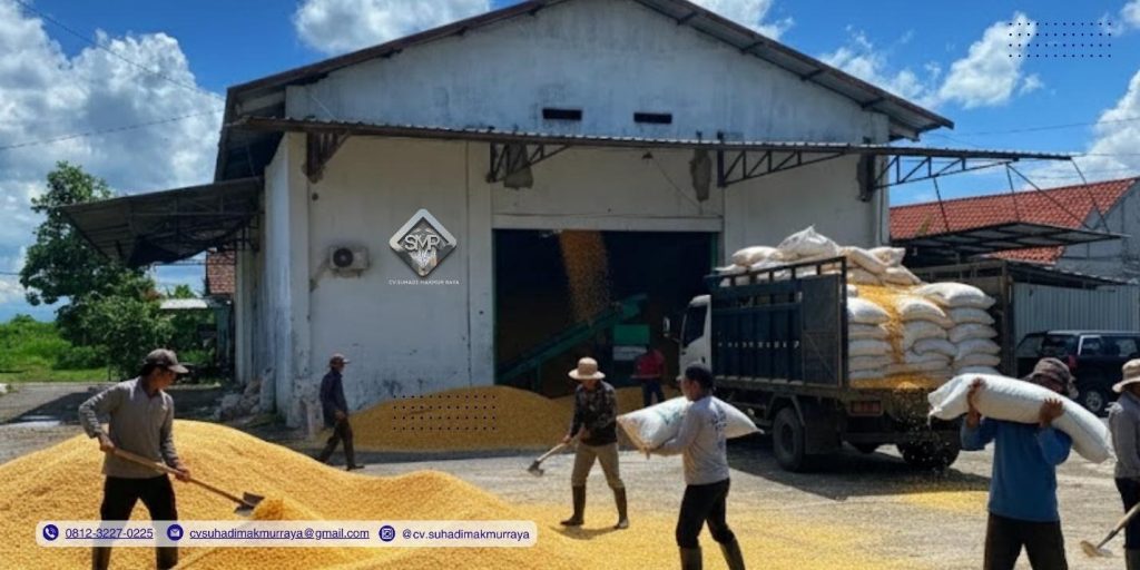 Tips Memilih Distributor Jagung Terpercaya untuk Industri Pabrikan